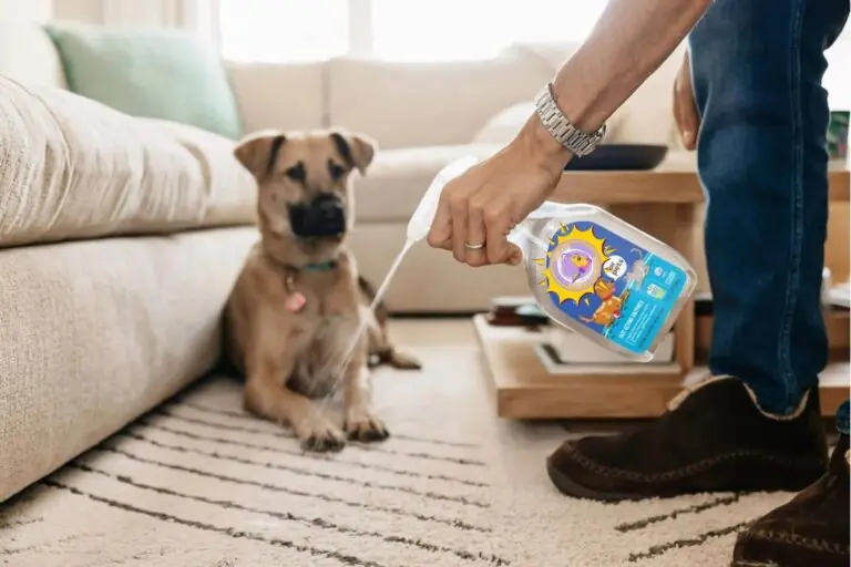 professional cleaners using pet stain removal on carpet